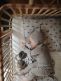 Children's bed 0-6v. Paul - Bermbach Handcrafted