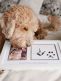 Best Friends Forever keepsake frame – child and pet