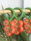 Oli&Carol Tomato rattle
